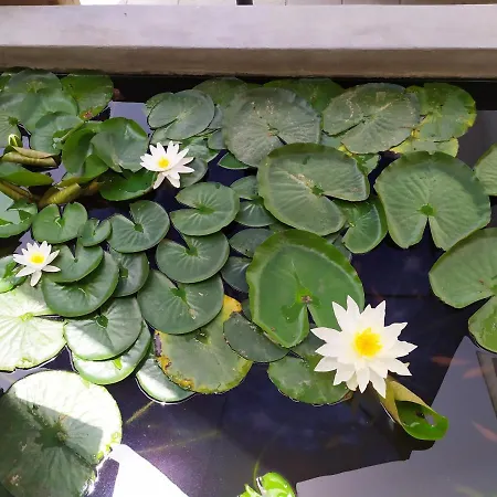 Luna Blu بيت ضيافة كاربونيا