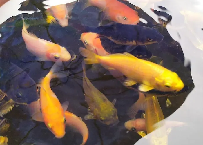 Konukevi Luna Blu 3*